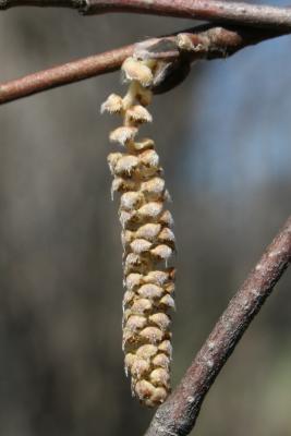 Corylus cornuta (Beaked Hazelnut), inflorescence