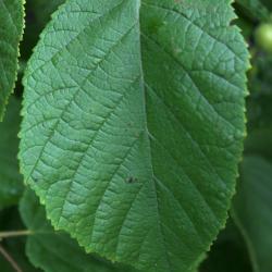 Corylus americana (American Hazelnut), leaf, upper surface