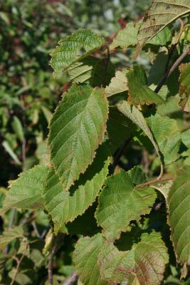 Corylus americana (American Hazelnut), leaf, summer