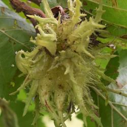 Corylus colurna (Turkish Hazelnut), fruit, immature