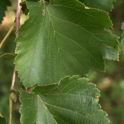Corylus colurna (Turkish Hazelnut), leaf, upper surface