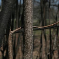 Corylus cornuta (Beaked Hazelnut), bark, trunk