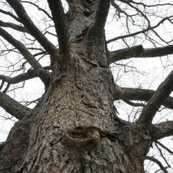 Corylus colurna (Turkish Hazelnut), bark, trunk
