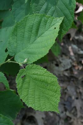 Corylus cornuta (Beaked Hazelnut), leaf, upper surface