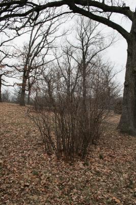 Corylus cornuta (Beaked Hazelnut), habit, winter