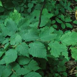 Corylus cornuta (Beaked Hazelnut), leaf, summer