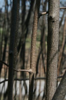 Corylus cornuta (Beaked Hazelnut), bark, branch