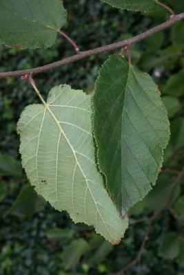 Corylus americana (American Hazelnut), leaf, lower surface