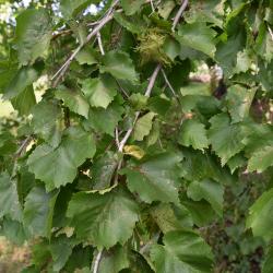 Corylus colurna (Turkish Hazelnut), leaf, summer