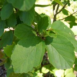 Hamamelis 'Heather' (Heather Witch-hazel), leaf, summer