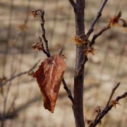 Hamamelis 'Heather' (Heather Witch-hazel), leaf, winter
