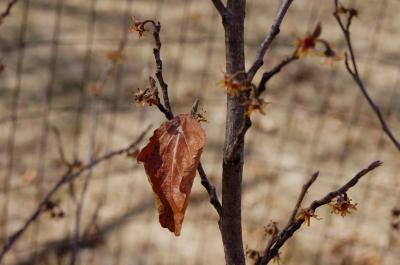 Hamamelis 'Heather' (Heather Witch-hazel), leaf, winter