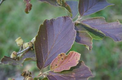 Hamamelis ×intermedia 'Copper Glow' (Copper Glow Hybrid Witch-hazel), leaf, upper surface