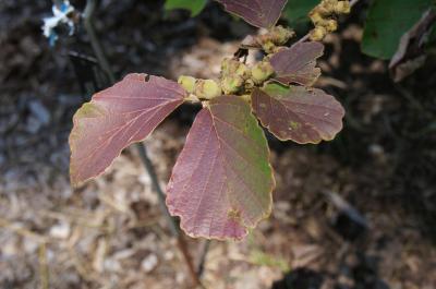 Hamamelis ×intermedia 'Copper Glow' (Copper Glow Hybrid Witch-hazel), leaf, summer