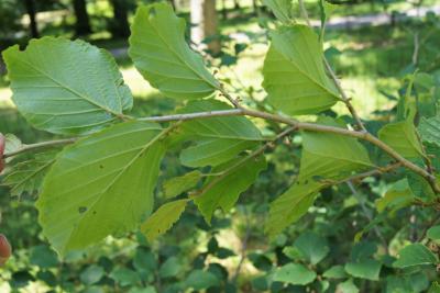 Hamamelis ×intermedia 'Birgit' (Birgit Hybrid Witch-hazel), leaf, lower surface