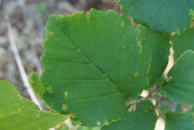 Hamamelis ×intermedia 'Birgit' (Birgit Hybrid Witch-hazel), leaf, upper surface