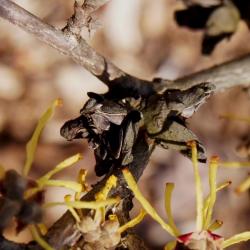 Hamamelis ×intermedia 'Pallida (Pallid Hybrid Witch-hazel), fruit, mature