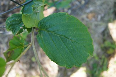 Hamamelis ×intermedia 'Birgit' (Birgit Hybrid Witch-hazel), leaf, upper surface