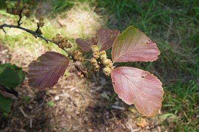 Hamamelis ×intermedia 'Copper Glow' (Copper Glow Hybrid Witch-hazel), fruit, immature