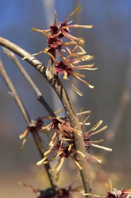 Hamamelis ×intermedia 'Copper Glow' (Copper Glow Hybrid Witch-hazel), flower, throat