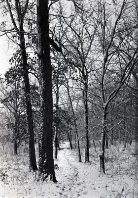 Trail in winter