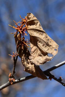 Hamamelis ×intermedia (Hybrid Witch-hazel), leaf, winter