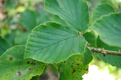 Hamamelis ×intermedia 'Sister Jelena' (Sister Jelena Hybrid Witch-hazel), leaf, upper surface