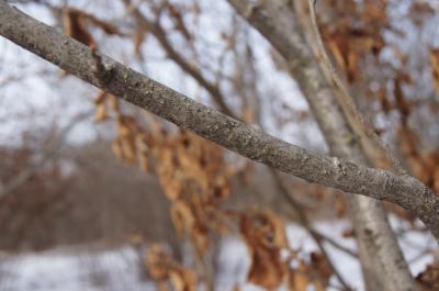 Hamamelis ×intermedia (Hybrid Witch-hazel), bark, branch