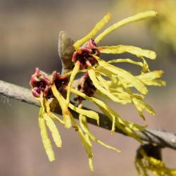 Hamamelis mollis 'Wisley Supreme' (Wisley Supreme Chinese Witch-hazel), flower, throat