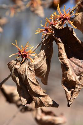 Hamamelis ×intermedia (Hybrid Witch-hazel), leaf, winter