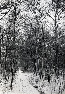 Trail in winter, east side
