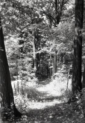 Trail leading through woods, east side