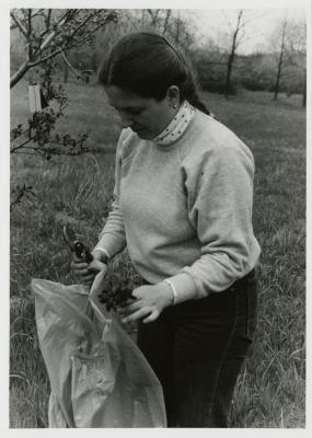 Sabina Hondorter bagging pruned specimen
