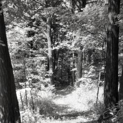 Trail leading through woods, east side