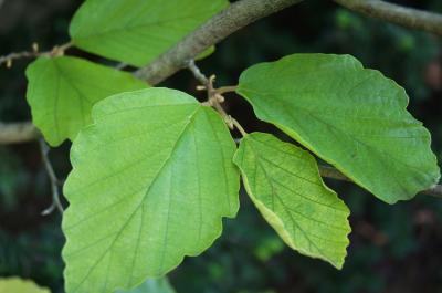 Hamamelis vernalis 'Sandra' (Sandra Vernal Witch-hazel), leaf, lower surface