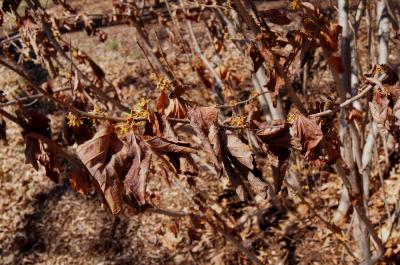 Hamamelis vernalis (Vernal Witch-hazel), leaf, winter