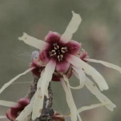 Hamamelis vernalis (Vernal Witch-hazel), flower, throat