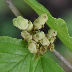 Hamamelis vernalis (Vernal Witch-hazel), fruit, immature