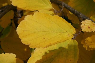 Hamamelis vernalis (Vernal Witch-hazel), leaf, fall