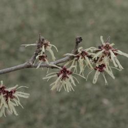 Hamamelis vernalis (Vernal Witch-hazel), flower, inflorescence