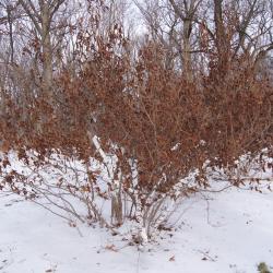 Hamamelis vernalis (Vernal Witch-hazel), habit, winter