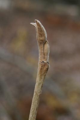 Hamamelis vernalis (Vernal Witch-hazel), bud, terminal