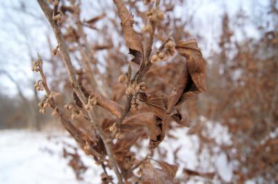 Hamamelis vernalis (Vernal Witch-hazel), leaf, winter