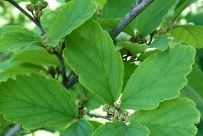Hamamelis vernalis (Vernal Witch-hazel), leaf, upper surface