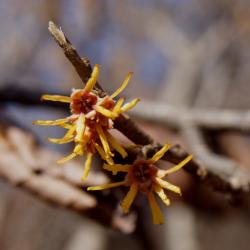 Hamamelis vernalis (Vernal Witch-hazel), flower, throat