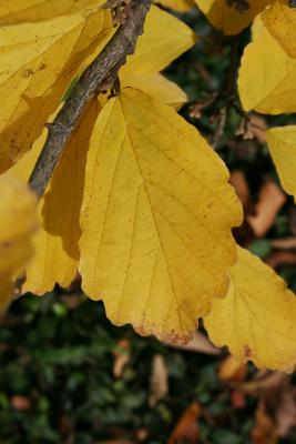 Hamamelis vernalis (Vernal Witch-hazel), leaf, fall