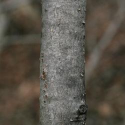 Hamamelis virginiana (Common Witch-hazel), bark, branch