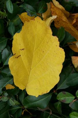 Hamamelis virginiana (Common Witch-hazel), leaf, fall