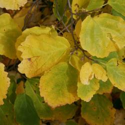 Hamamelis virginiana (Common Witch-hazel), leaf, fall