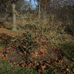 Hamamelis virginiana (Common Witch-hazel), habit, fall
